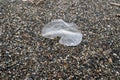 Velella velella, by-the-wind-sailor Royalty Free Stock Photo