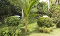 Veli tourism village resort garden in Kerala, India - 4