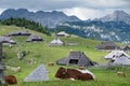 Velika planina. Grazing cows on the background of Alpine mountains. Royalty Free Stock Photo