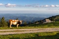 Velika planina in Slovenia Royalty Free Stock Photo