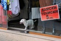 White Dog in the Store Doorway