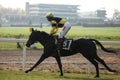 Velka Pardubicka Steeplechase in Pardubice, Czech Republic. Royalty Free Stock Photo