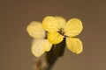 Vella spinosa spiny mountain bush with beautiful yellow flowers with four petals