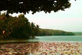 Vellayani Lake in Southern India