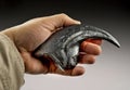 Velociraptor Claw.