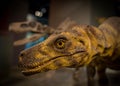 Velociraptor Royalty Free Stock Photo