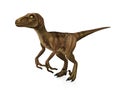 Velociraptor