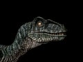 Velociraptor Dinosaur on black background