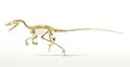 Velociraptor dinosaur, full skeleton scientifically correct, side view. Royalty Free Stock Photo