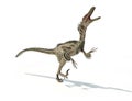 Velociraptor dinosaur, scientifically correct, with feathers.