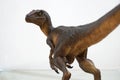 Velociraptor dinosaur statue model, Raptor from Jurassic park movie fiction Royalty Free Stock Photo