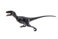 Velociraptor  ,dinosaur on white background Royalty Free Stock Photo