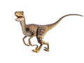 Velociraptor Dinosaur on white background Royalty Free Stock Photo