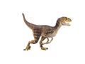 Velociraptor Dinosaur on white background Royalty Free Stock Photo