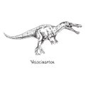 Velociraptor, hand drawn black and white doodle sketch, vector illustration