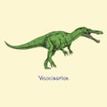 Velociraptor, hand drawn doodle sketch, vector illustration with inscription