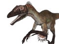 Velociraptor Isolated Royalty Free Stock Photo