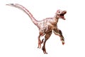 Velociraptor mongoliensis isolated on white background. Theropod dinosaur with feathers from Cretaceous period scientific 3D