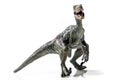 Velociraptor, on white background Royalty Free Stock Photo