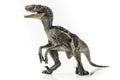 Velociraptor, on white background Royalty Free Stock Photo