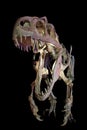 Velociraptor Royalty Free Stock Photo