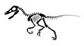 Velociraptor skeleton . Silhouette dinosaurs . Side view . Vector