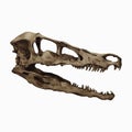 Velociraptor Skull Dinosaur Fossil Isolated, Transparent Background