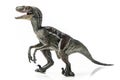 Velociraptor, on white background Royalty Free Stock Photo