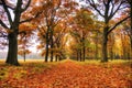 Veluwe in autumn Royalty Free Stock Photo