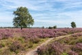 Veluwe hiking trail through Dutch blooming purple heath