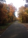 Veluwe road autumn