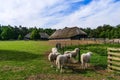 Veluwe sheep at sheep drift Ermelo, the Netherlands