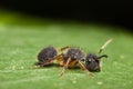 Velvet Ant