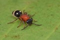 Velvet Ant Royalty Free Stock Photo