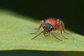 Velvet Ant Royalty Free Stock Photo