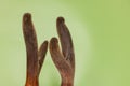 Velvet antler in green background. cartilaginous antler in a precalcified growth stage of deer, covered in a hairy, velvet-like