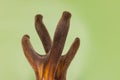 Velvet antler in green background. cartilaginous antler in a precalcified growth stage of deer, covered in a hairy, velvet-like