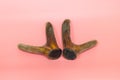 Velvet antler in pink background. cartilaginous antler in a precalcified growth stage of deer, covered in a hairy, velvet-like