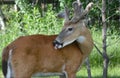 Velvet Antlered Summer Buck Deer Royalty Free Stock Photo