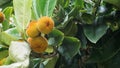 Velvet Apple or Butter Fruit or Diospyros Blancoi hanging on tree in the tropical fruits garden