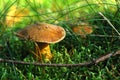 Velvet bolete mushroom