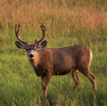 A velvet buck in a meadow