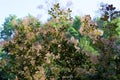 Velvet Cloak European Smoketree 823060