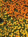 Velvet flowers on the field as background top view close up