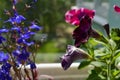 Velvet flowers of petunia in garden on the balcony. Blurred lobe Royalty Free Stock Photo