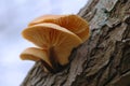 Velvet foot (Flammulina velutipes) Royalty Free Stock Photo