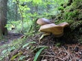 Velvet-footed Pax Mushrooms on a Mossy Log