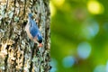 Velvet-Fronted Nuthatch with a little worm in its beak perching on bark of tree