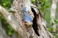 Velvet-fronted Nuthatch (Sitta frontalis) Royalty Free Stock Photo