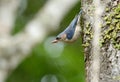 Velvet-fronted Nuthatch (Sitta frontalis) Royalty Free Stock Photo